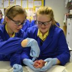 St-Marys-Senior-School-students-dissecting-hearts_thumb