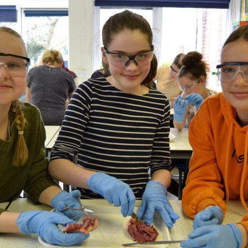 Dissections Science Week 2020