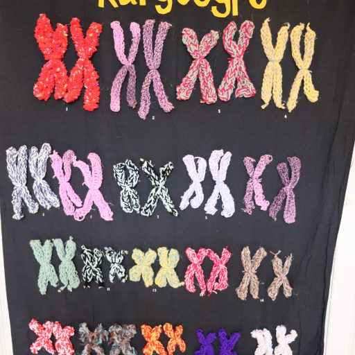 St Mary’s Winning Entry Of Human Female Karyotype Finger Knitting For The Royal Society Of Biology's BioArtAttack Competition