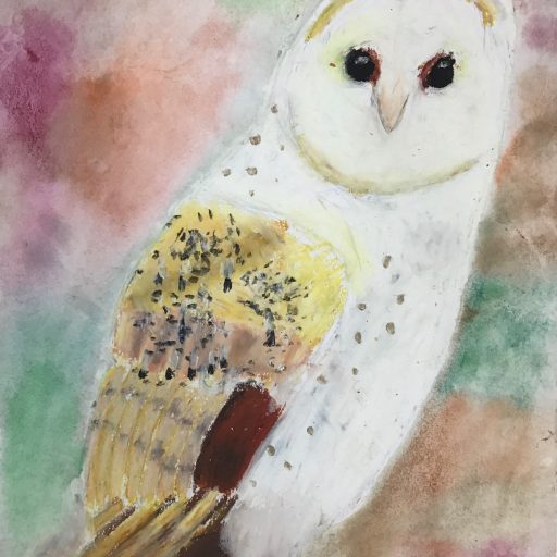 Owl Drawings Using Oil Pastels And Watercolours 2