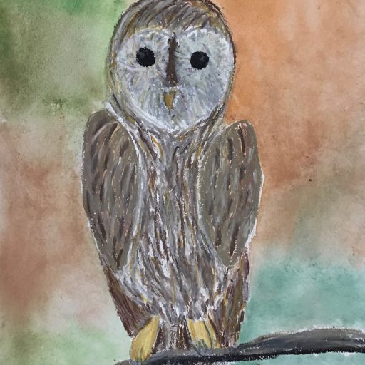 Owl Drawings Using Oil Pastels And Watercolours 3