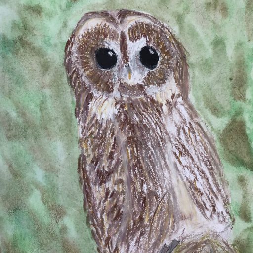 Owl Drawings Using Oil Pastels And Watercolours 4
