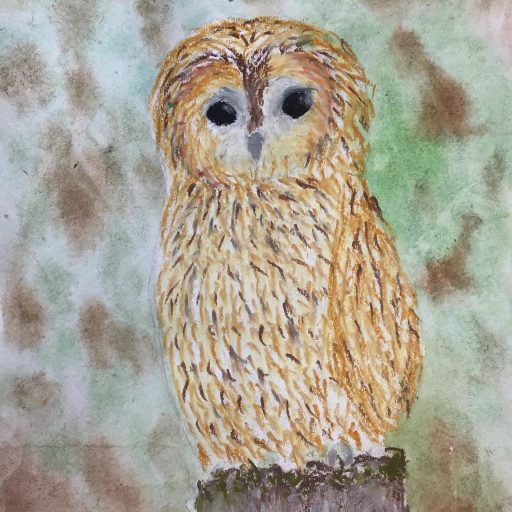 Owl Drawings Using Oil Pastels And Watercolours 5