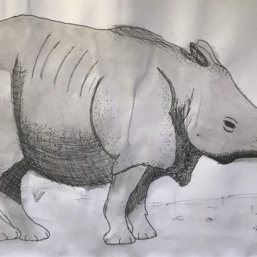 Y5 & Y6 Rhino Artwork (4)