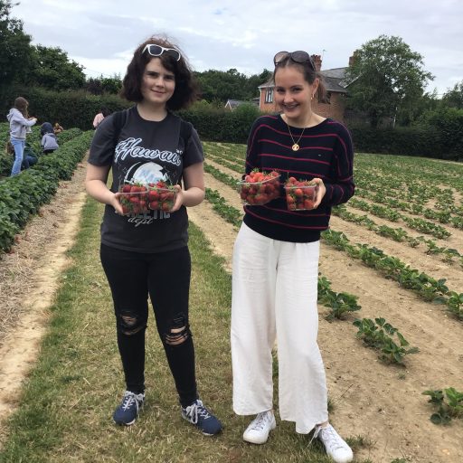 Strawberry Picking (5)