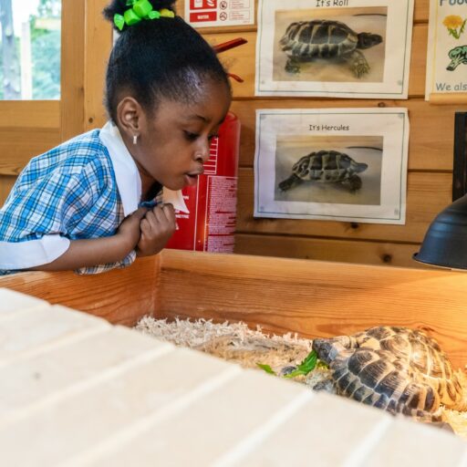 Kindergarten student at St Mary's colchester in an outdoor classroom engaging with tortoises in an enclosure